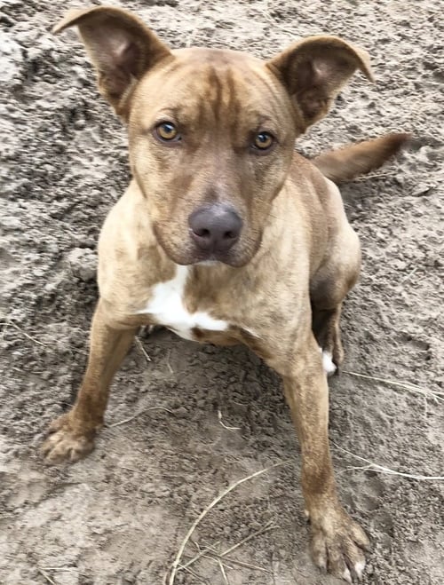 TAZZ - Pit Bull Terrier / Retriever available for adoption