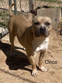 Cinco - Photo 1