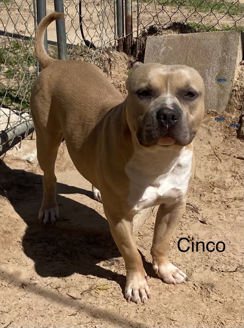CINCO - American Staffordshire Terrier available for adoption