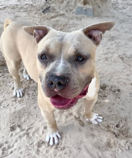 CINCO - American Staffordshire Terrier available for adoption