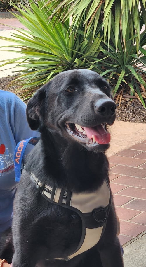 MR. GOODBAR - German Shepherd Dog / Black Labrador Retriever available for adoption