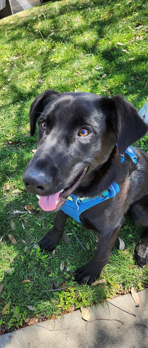 MR. GOODBAR - German Shepherd Dog / Black Labrador Retriever available for adoption