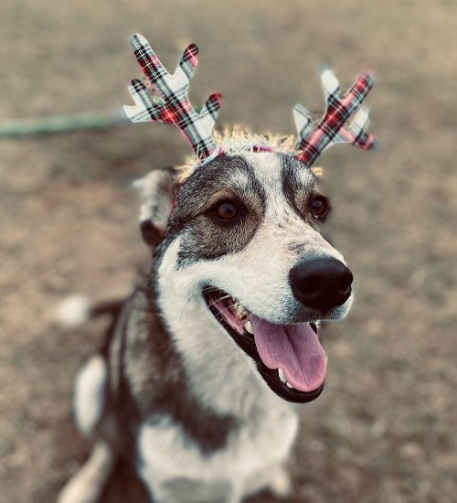 ACE - Husky available for adoption
