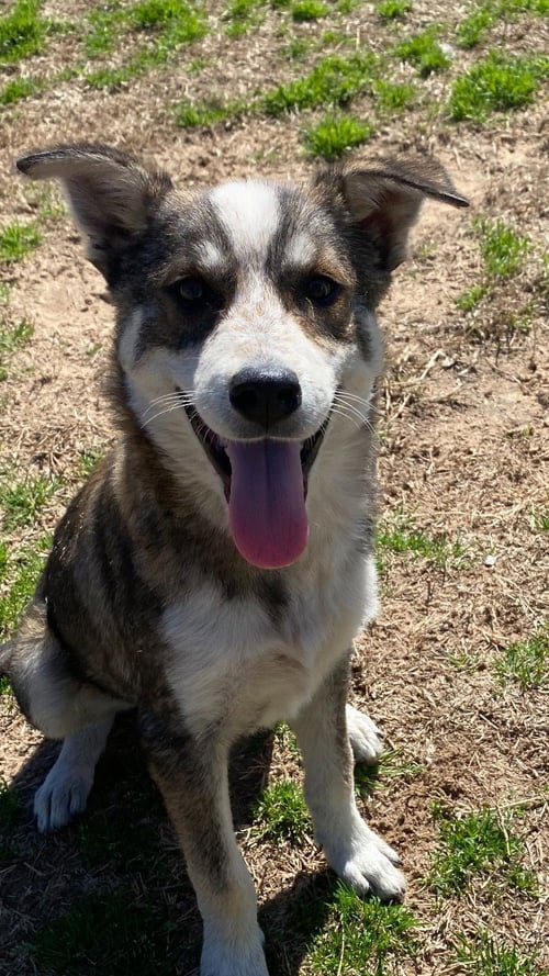 ACE - Husky available for adoption