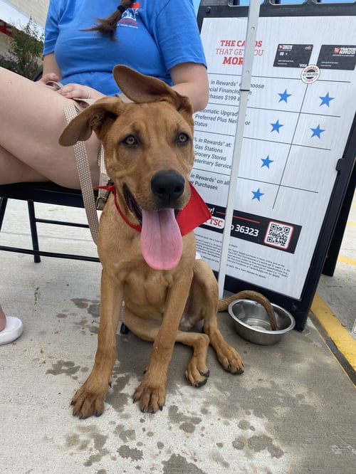 KOJACK - Labrador Retriever / German Shepherd Dog available for adoption