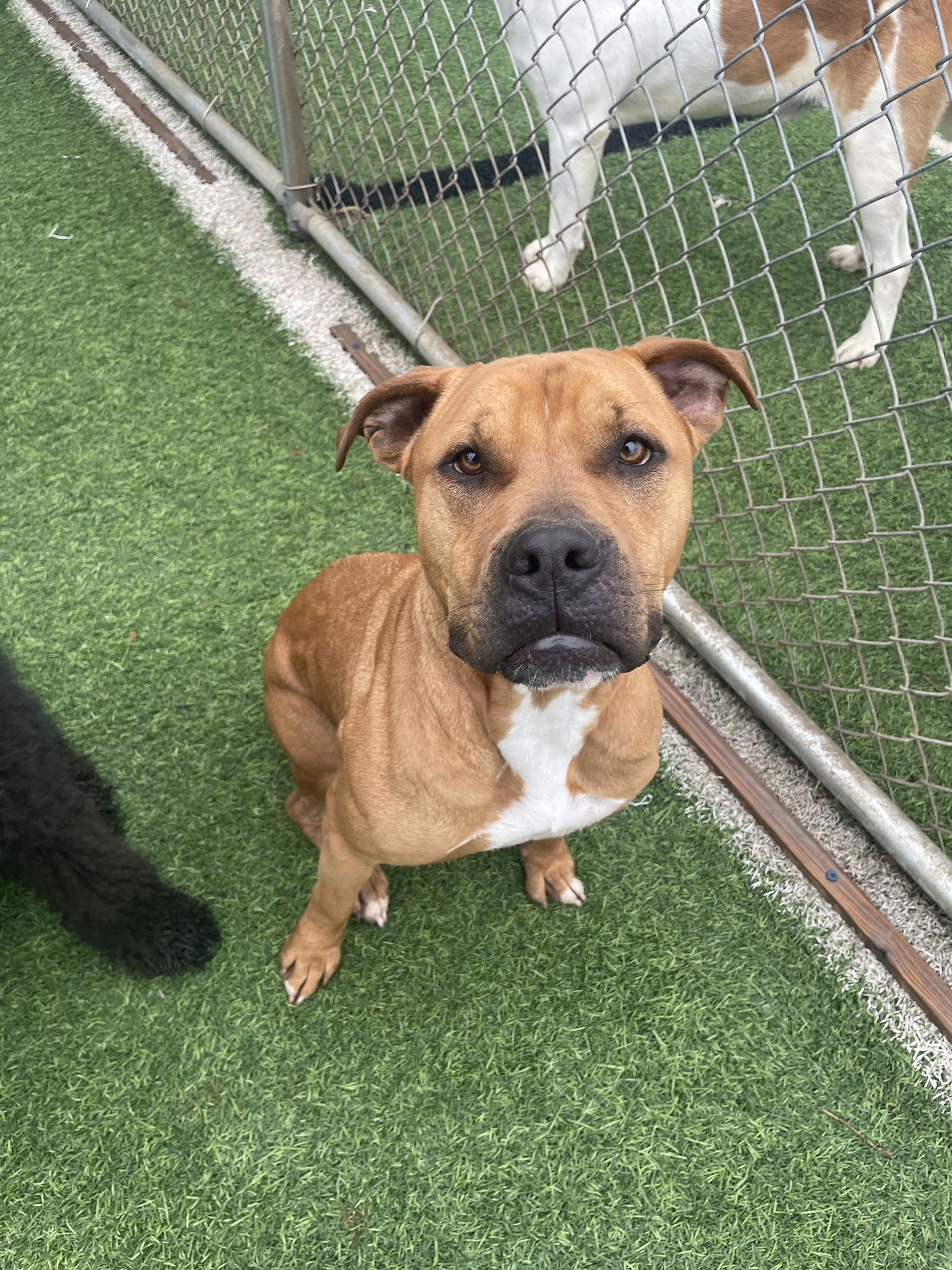 EDDIE - Pit Bull Terrier available for adoption