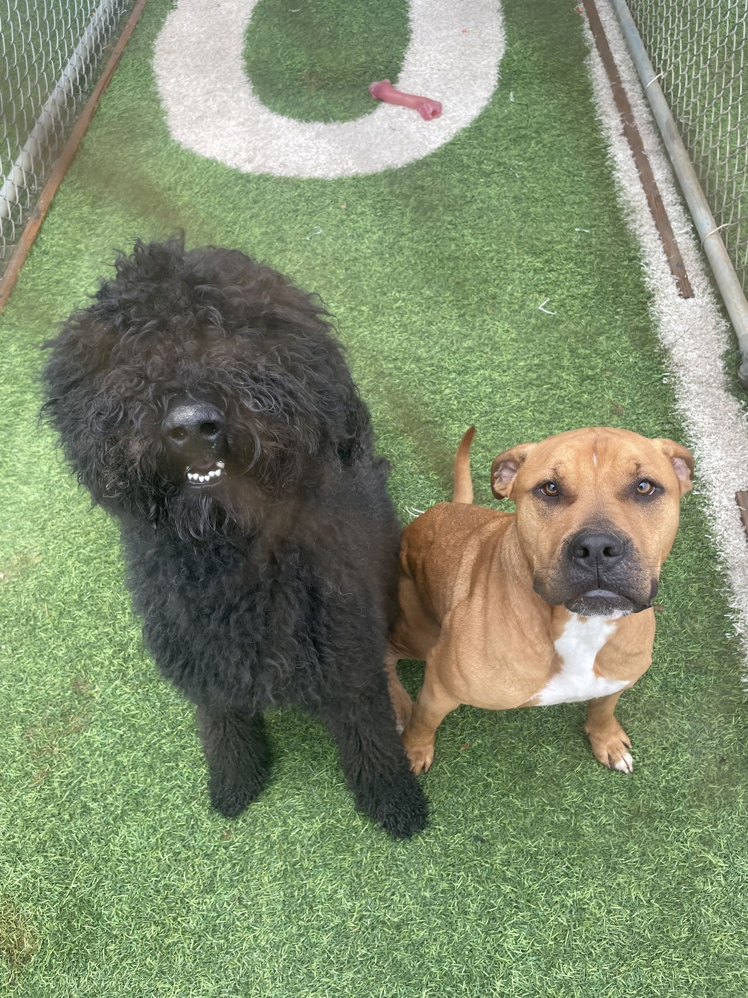 EDDIE - Pit Bull Terrier available for adoption