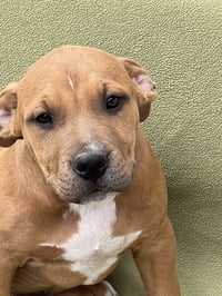 Eddie - Photo 4