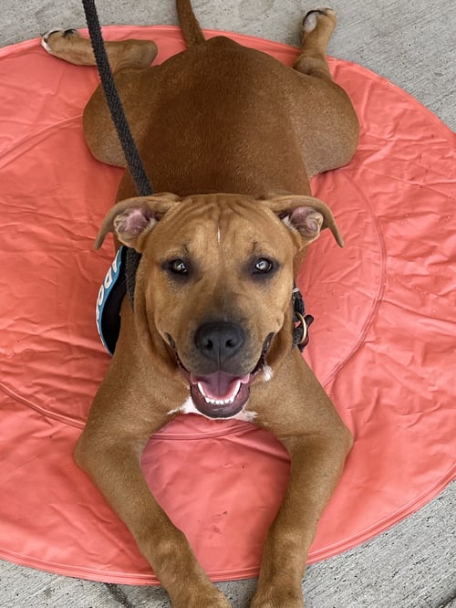 EDDIE - Pit Bull Terrier available for adoption