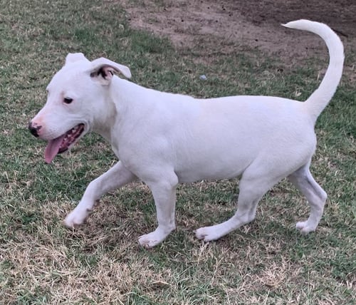 J.J. - American Pit Bull Terrier available for adoption