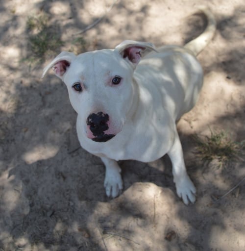 J.J. - American Pit Bull Terrier available for adoption