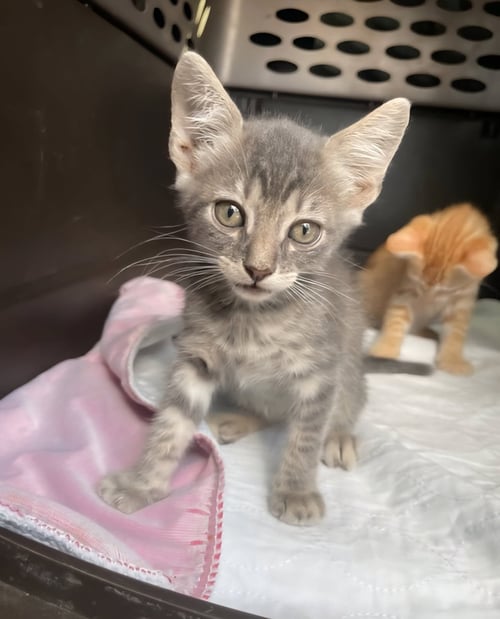 JELLY - Tabby available for adoption