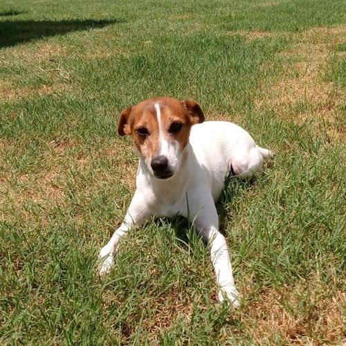 JACK JACK - Jack Russell Terrier available for adoption