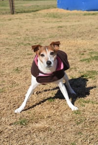 Jack Jack - Photo 3