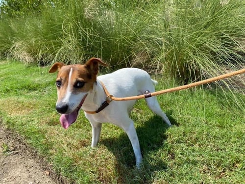 JACK JACK - Jack Russell Terrier available for adoption