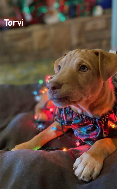 TORVI - Yellow Labrador Retriever / Hound available for adoption