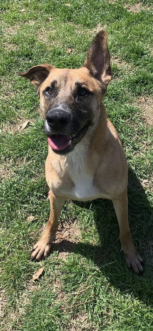 PUMBA - Shepherd available for adoption