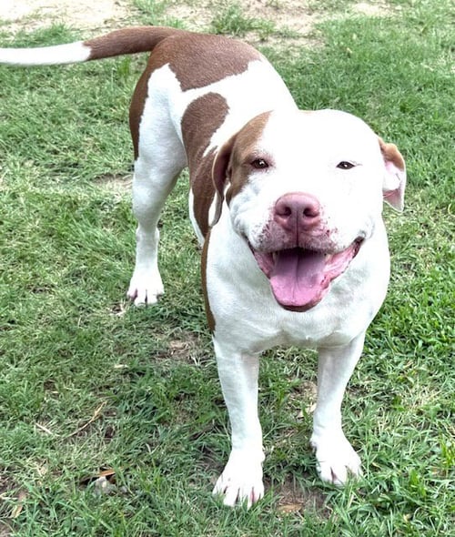 LATTE - American Pit Bull Terrier available for adoption