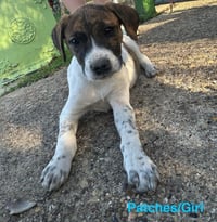 Patches - Photo 3