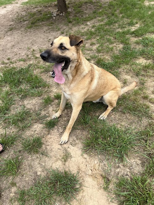 CONAN - Black Mouth Cur / German Shepherd Dog available for adoption