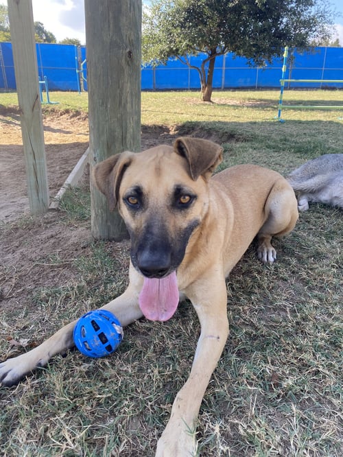 CONAN - Black Mouth Cur / German Shepherd Dog available for adoption