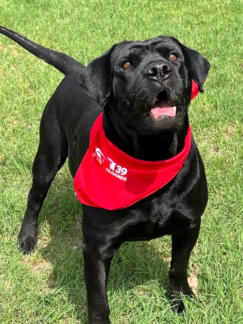 DRAX - Black Labrador Retriever available for adoption