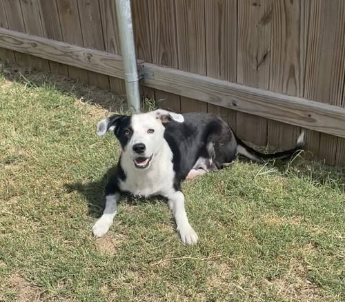 MAY - Border Collie available for adoption
