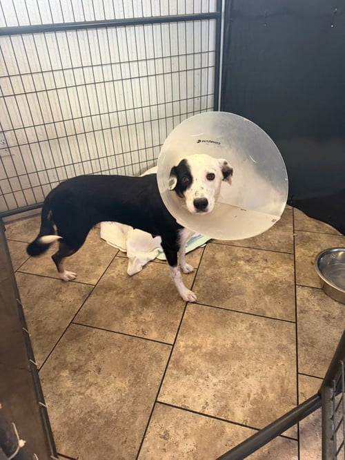 MAY - Border Collie available for adoption