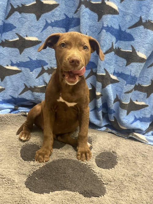 CHOCO - Labrador Retriever available for adoption