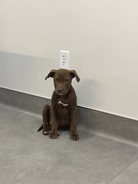 Choco - Photo 3