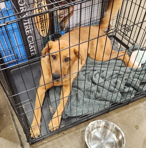 MOJO - Labrador Retriever / German Shepherd Dog available for adoption