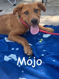 Mojo - Photo 3