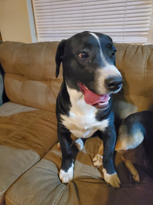 LEXA - Unknown available for adoption