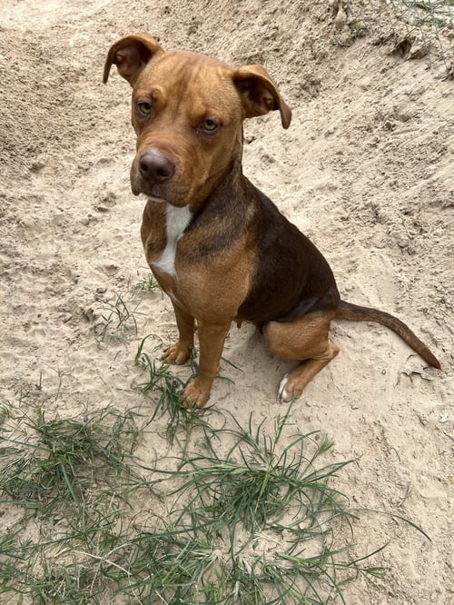 MATILDA - Boxer / American Staffordshire Terrier available for adoption