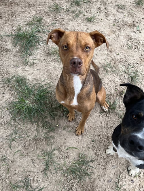 MATILDA - Boxer / American Staffordshire Terrier available for adoption