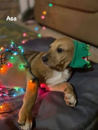 Asa - Photo 3