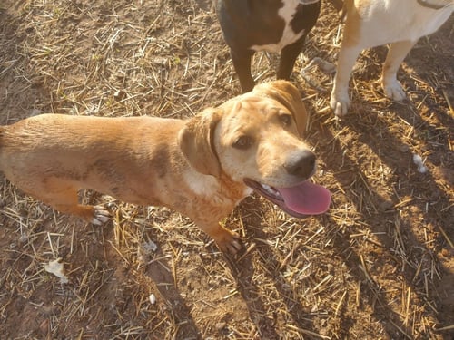 ASA - Yellow Labrador Retriever / Hound available for adoption