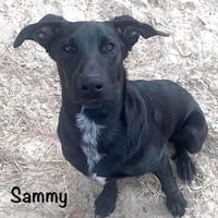 Sammy - Photo 2