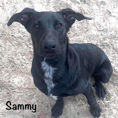 SAMMY - Australian Cattle Dog/Blue Heeler / Great Pyrenees available for adoption
