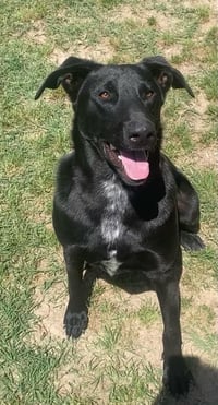 Sammy - Photo 1