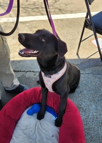Tootsie - Photo 3