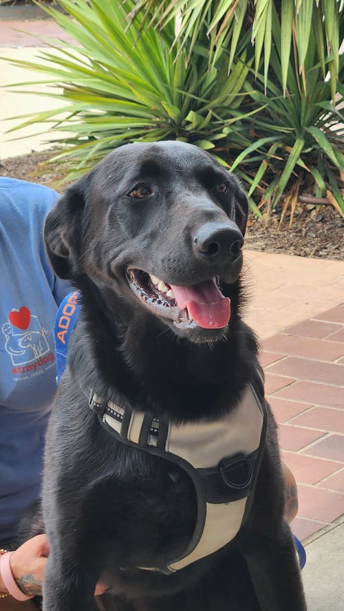 TOOTSIE - German Shepherd Dog / Black Labrador Retriever available for adoption