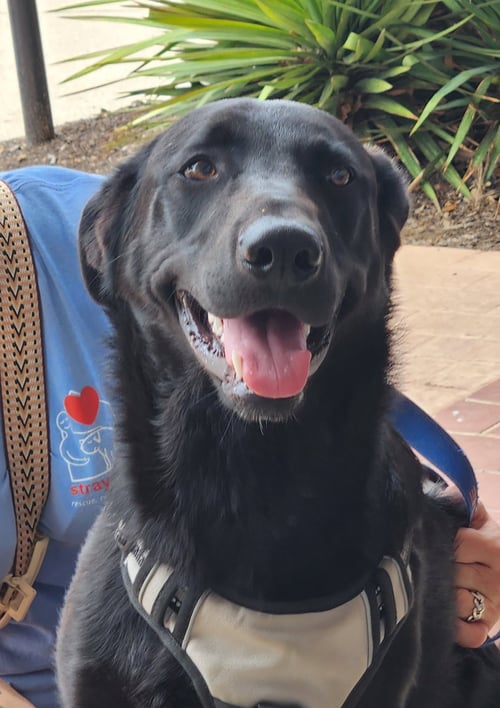 TOOTSIE - German Shepherd Dog / Black Labrador Retriever available for adoption