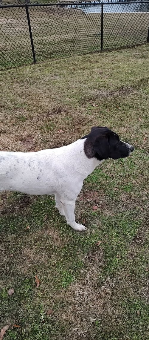 DEE - Pointer available for adoption