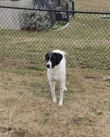 DEE - Pointer available for adoption