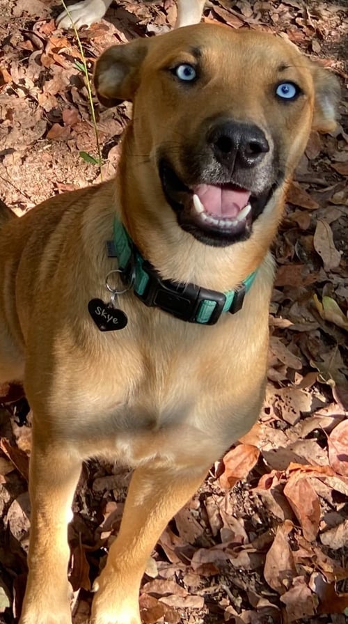 SKYE - Labrador Retriever / Husky available for adoption