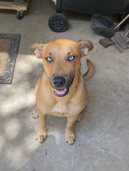 SKYE - Labrador Retriever / Husky available for adoption