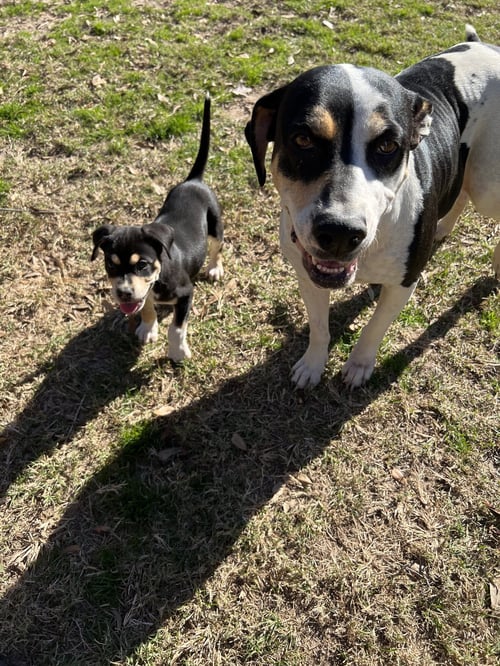 MAGGIE - American Staffordshire Terrier available for adoption