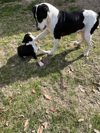 Maggie - Photo 3
