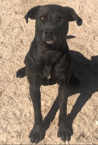 Scout - Photo 1